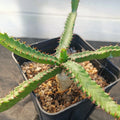 Euphorbia stellata