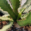 Euphorbia stellata
