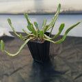 Euphorbia stellata