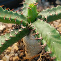 Euphorbia stellata