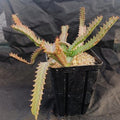 Euphorbia stellata