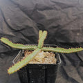 Euphorbia stellata