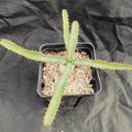 Euphorbia stellata