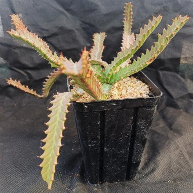 Euphorbia stellata