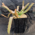 Euphorbia stellata