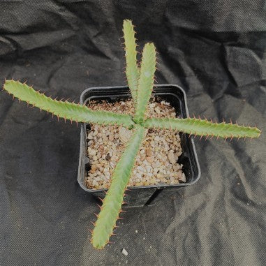 Euphorbia stellata