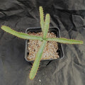 Euphorbia stellata
