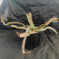 Euphorbia stellata