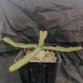 Euphorbia stellata