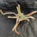 Euphorbia stellata