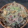 Faucaria felina ssp. Tuberosa