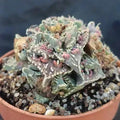 Faucaria felina ssp. Tuberosa