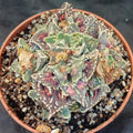 Faucaria felina ssp. Tuberosa