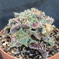 Faucaria felina ssp. Tuberosa