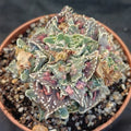 Faucaria felina ssp. Tuberosa