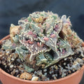 Faucaria felina ssp. Tuberosa