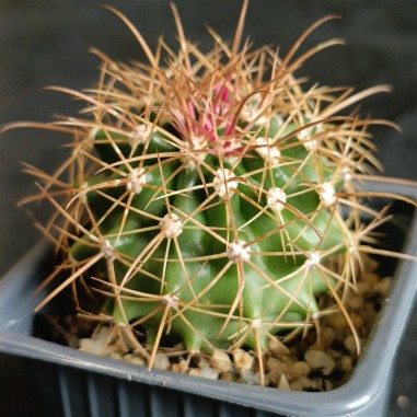 Ferocactus echinde