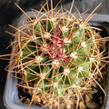 Ferocactus echinde