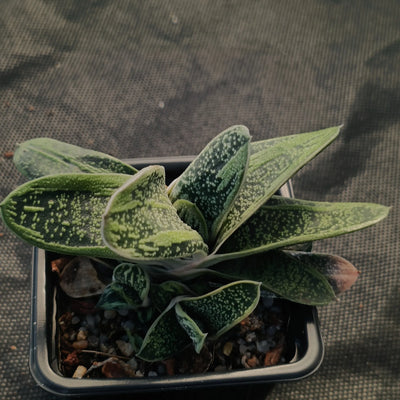 Gasteria CV Little Warty