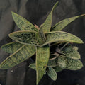 Gasteria CV Little Warty