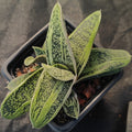 Gasteria CV Little Warty