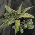 Gasteria CV Little Warty