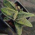 Gasteria CV Little Warty