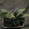 Gasteria CV Little Warty
