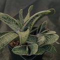Gasteria CV Little Warty