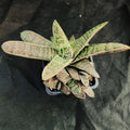 Gasteria CV Little Warty