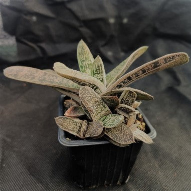 Gasteria CV Little Warty