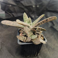 Gasteria CV Little Warty