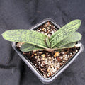 Gasteria CV Little Warty