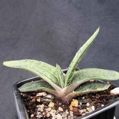 Gasteria CV Little Warty