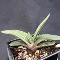 Gasteria CV Little Warty