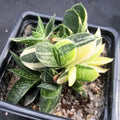 Gasteria gracilis variegata
