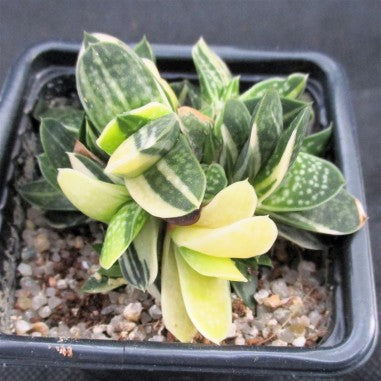 Gasteria gracilis variegata