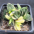 Gasteria gracilis variegata