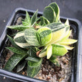 Gasteria gracilis variegata