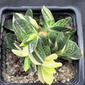 Gasteria gracilis variegata