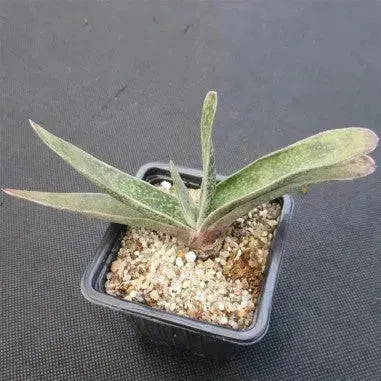 Gasteria schweinfurthii