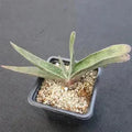Gasteria schweinfurthii