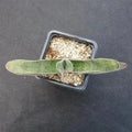 Gasteria schweinfurthii