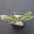 Gasteria schweinfurthii