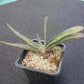 Gasteria schweinfurthii