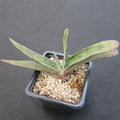 Gasteria schweinfurthii