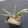 Gasteria schweinfurthii