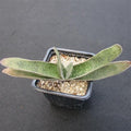 Gasteria schweinfurthii