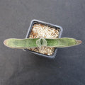 Gasteria schweinfurthii