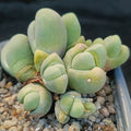 Gibbaeum heathii